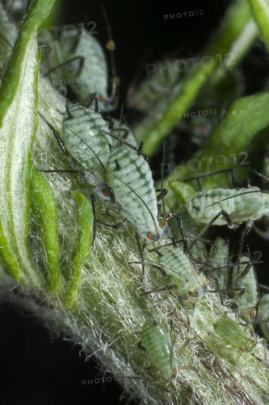 Slender mugwort aphid