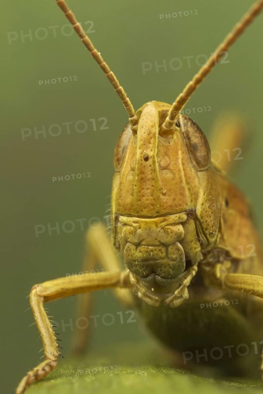 Common field grasshopper