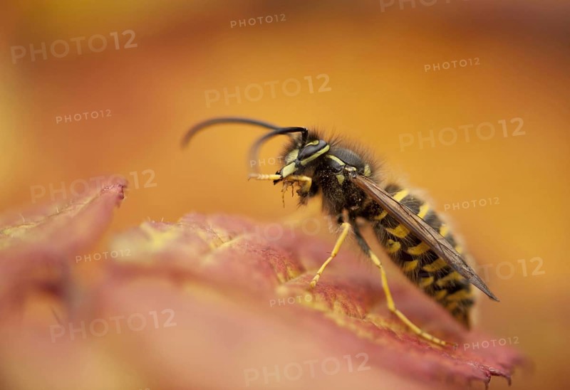 Common Wasp
