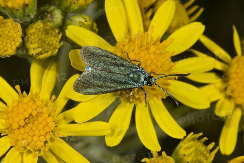 Common Forester