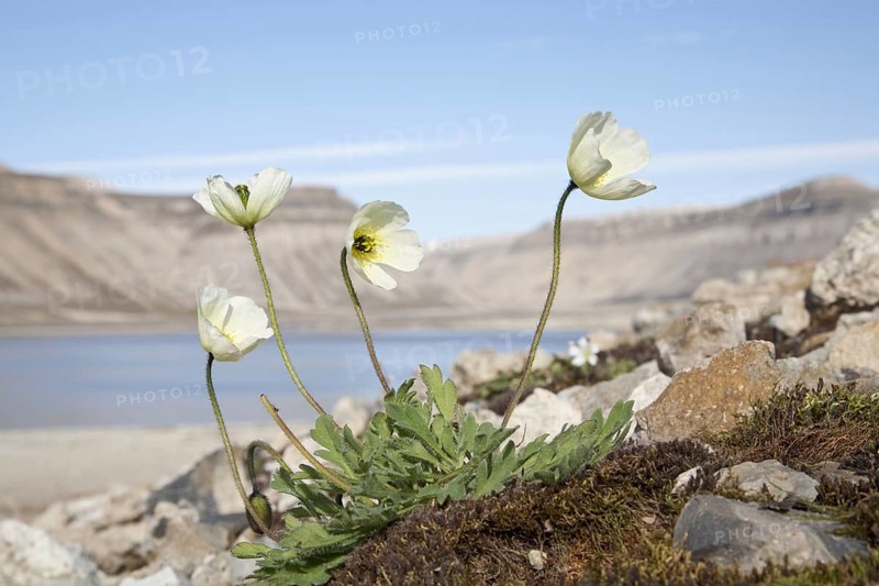 Svalbard Poppy