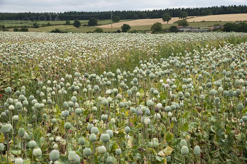 Opium poppy