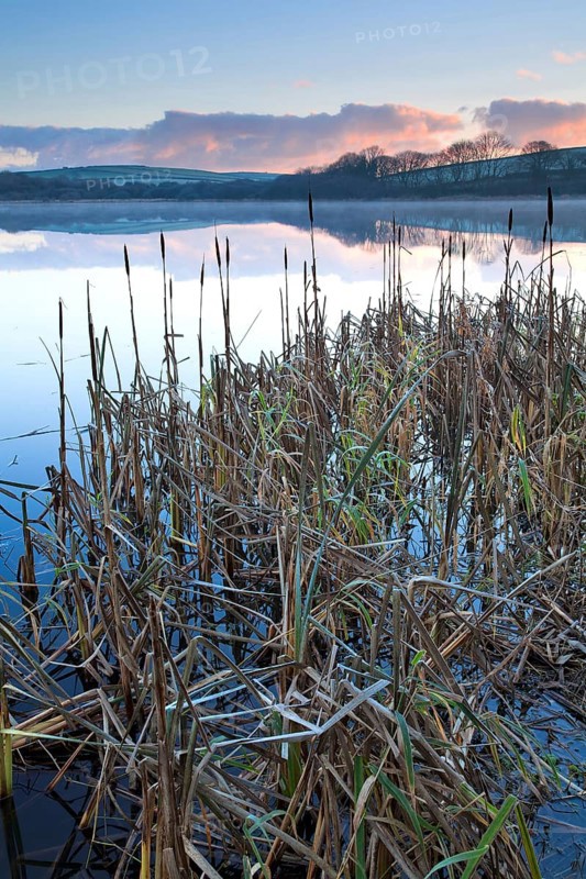 Bulrush