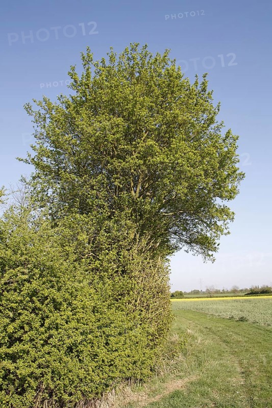 Growth habit of field maple