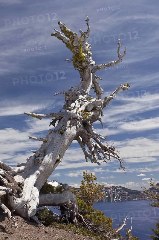 Scrub pine