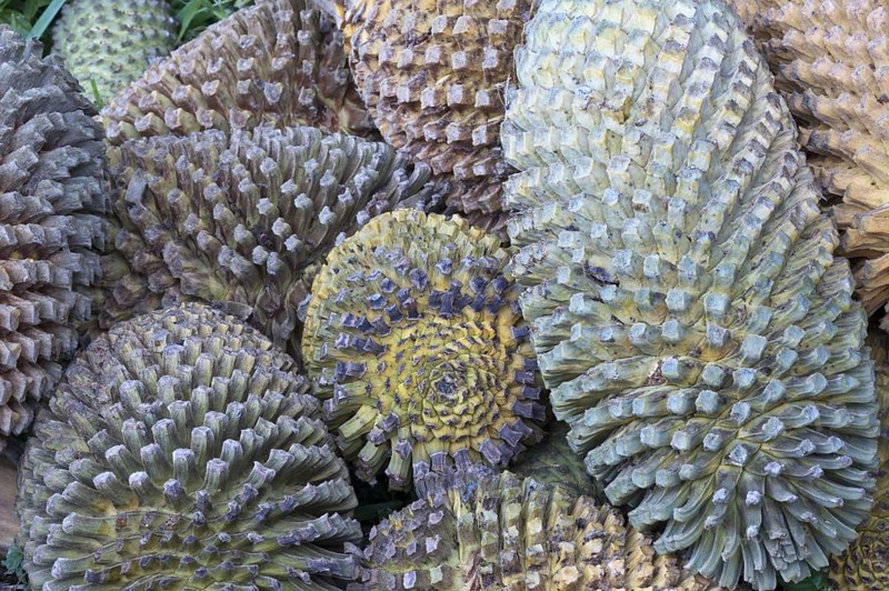 Thunberg's Cycad
