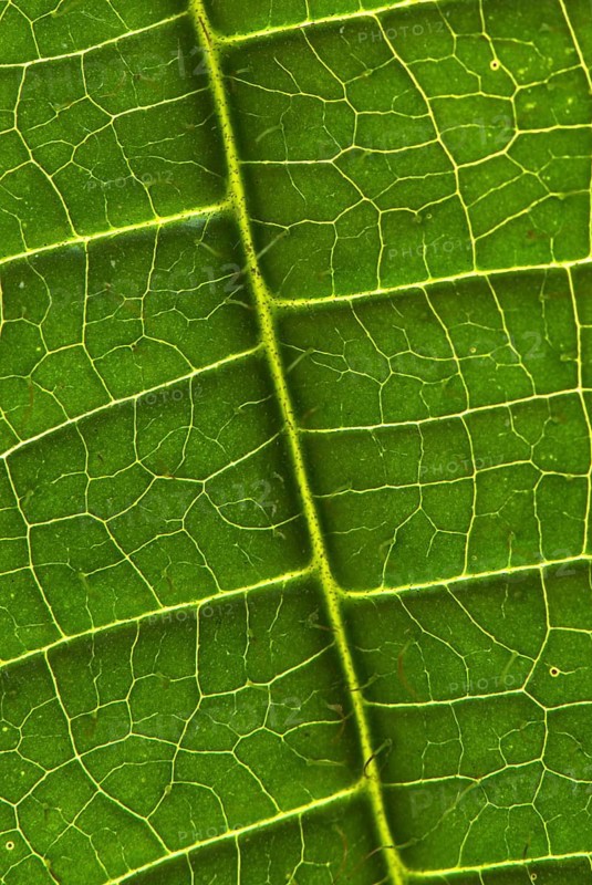 Tococa