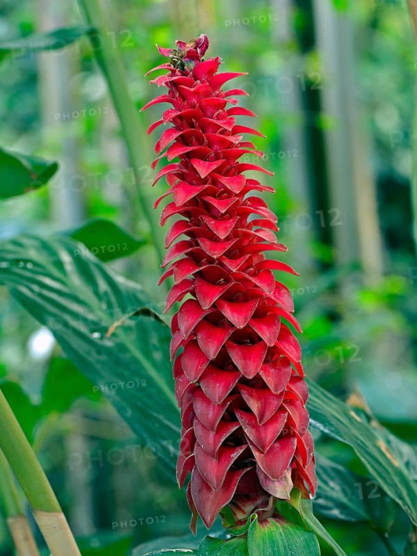 Bearded spiral ginger