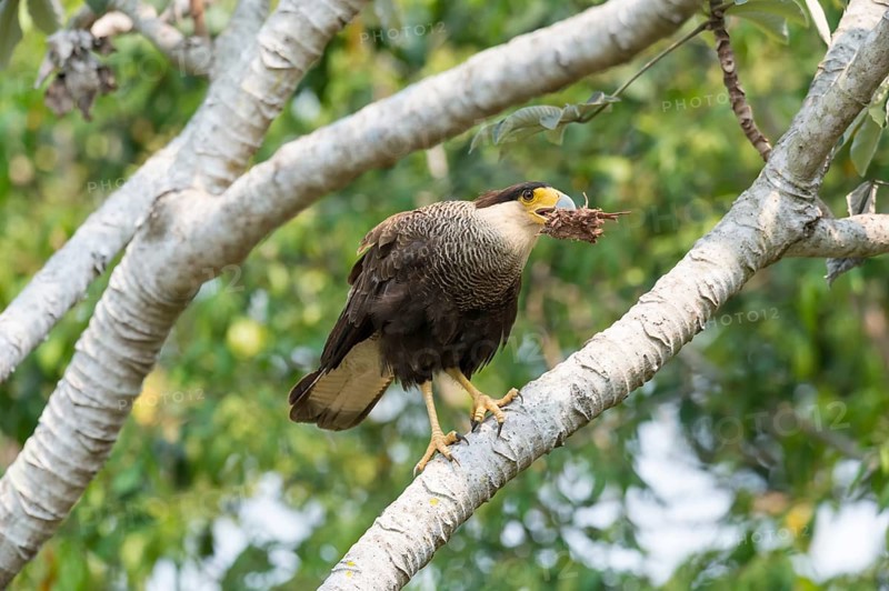 Southern southern crested caracara