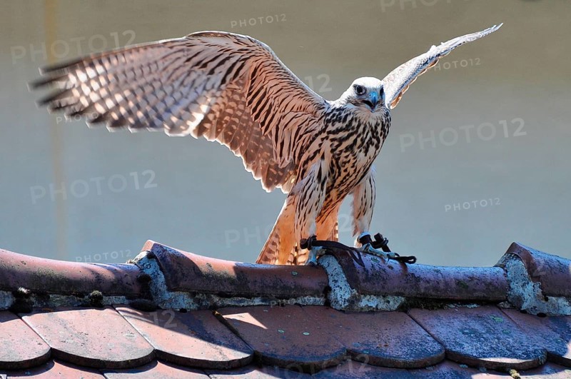 Saker Falcon