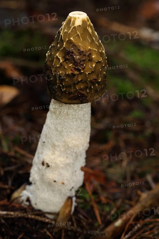 Common Stinkhorn