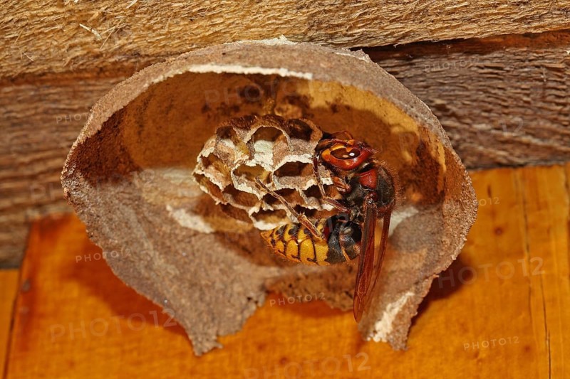 Hornet