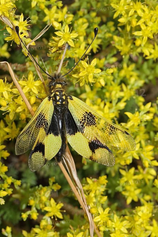 Long-snouted Butterfly Shaft
