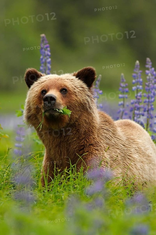 Grizzly Bear