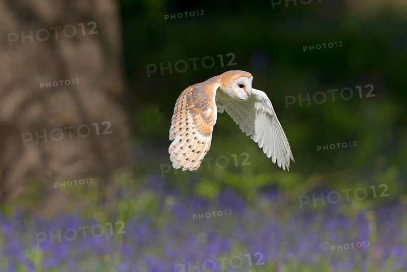 Barn Owl