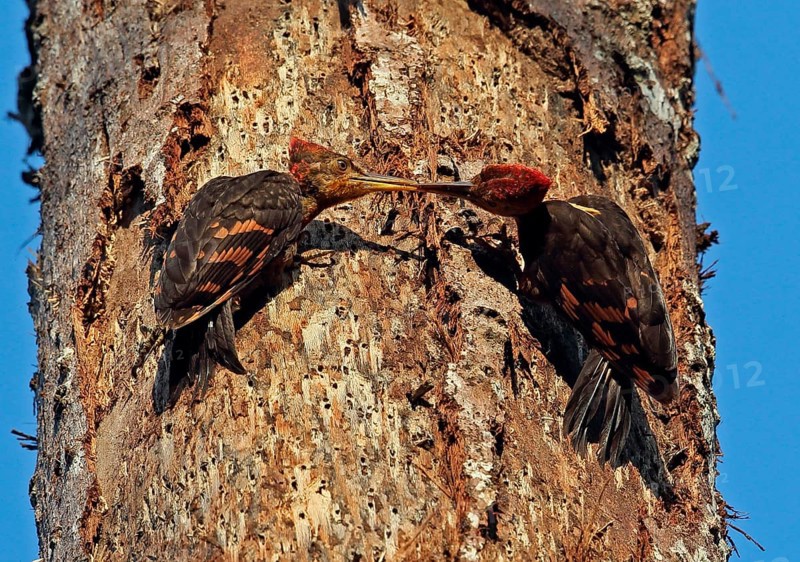Orange-backed woodpecker