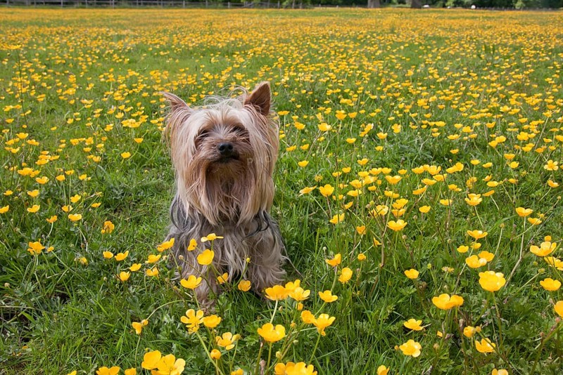 Pet dog