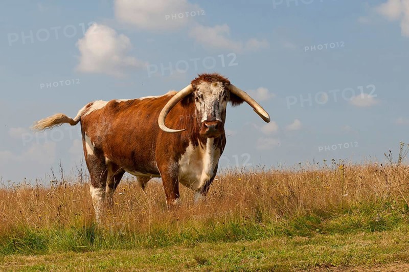Domestic Cattle