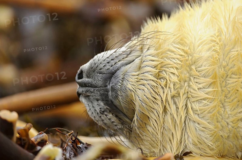 Grey Seal
