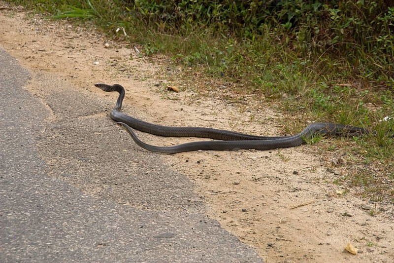 Rat snake