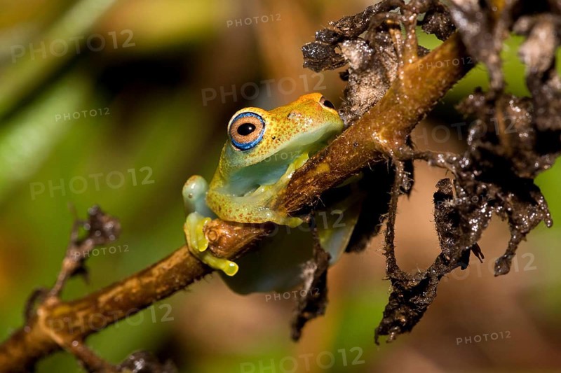 Madagascar Frog