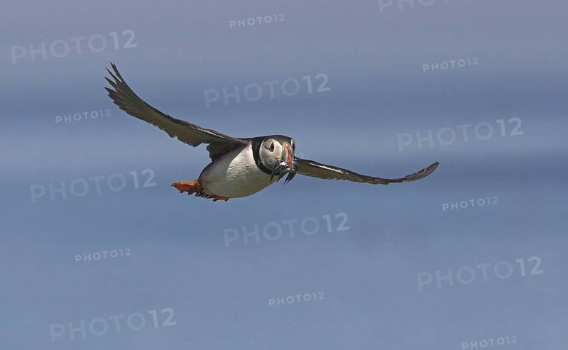 Atlantic Puffin