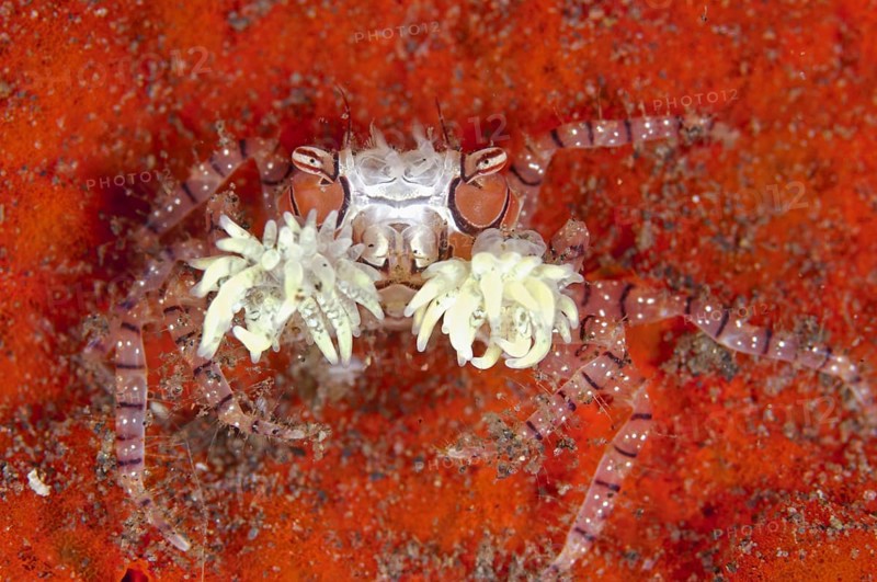 Boxer crab