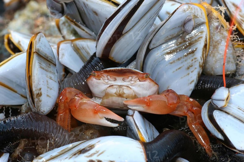 Columbus Crab