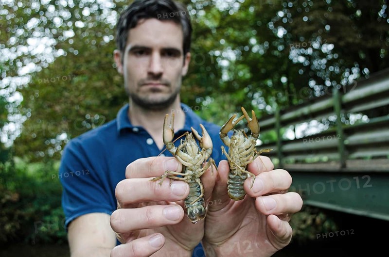 Atlantic Stream Crayfish