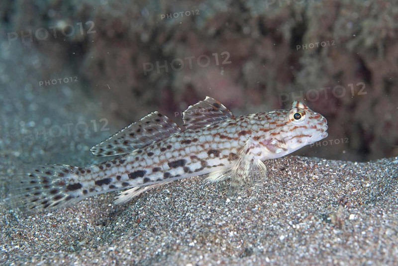Decorated Goby
