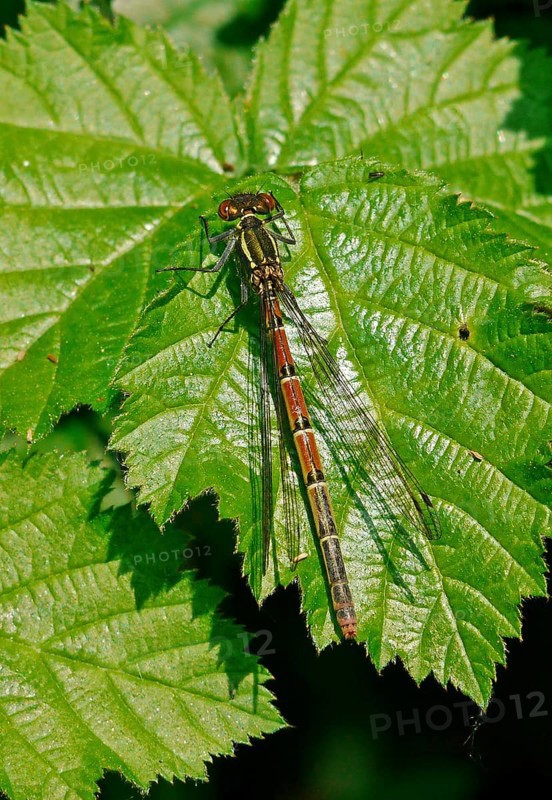 Large Red Damselfly