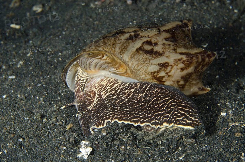 Voluta vespertilio
