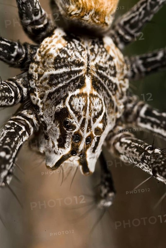 Other animals