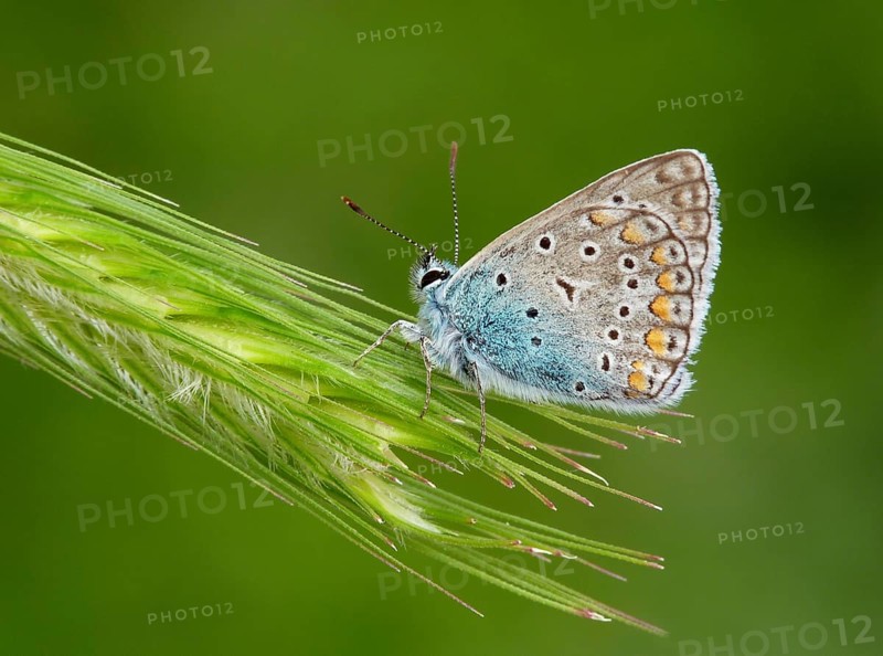 Green-underside Blue