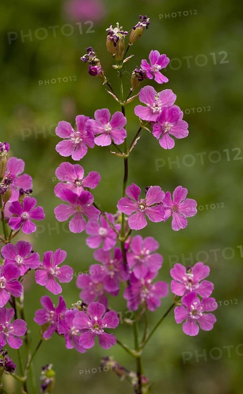 Sticky Catchfly