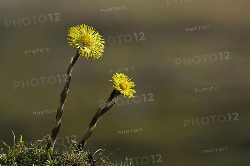 Coltsfoot