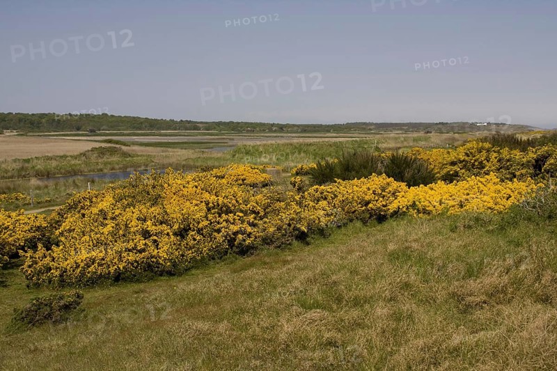 Looking west over flowering gorse to RSPB Minsmere Marsh