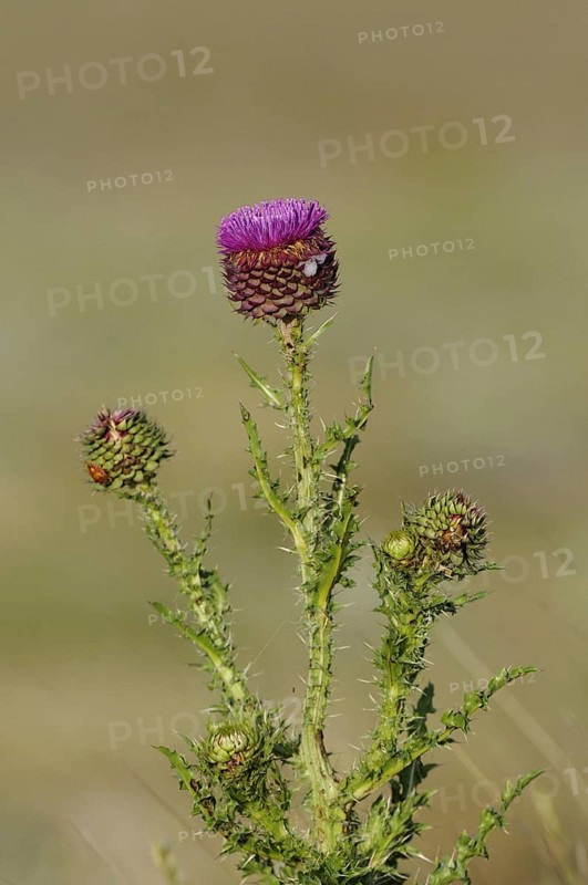 Musk Thistle