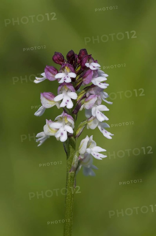 Burnt Orchid