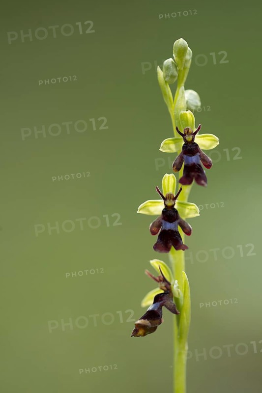 Fly Orchid