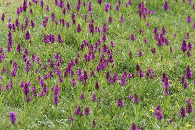 Southern Marsh Orchid