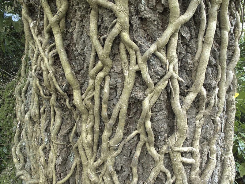 Ivy