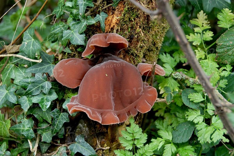 Jew's Ear