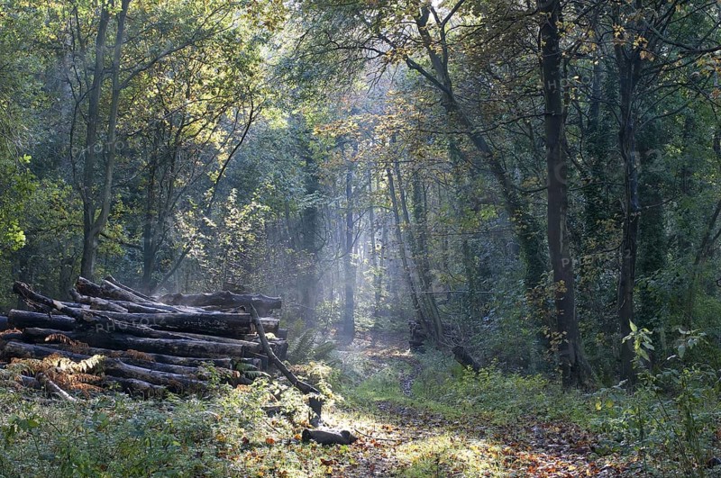 Deciduous woodland with log piles in autumn