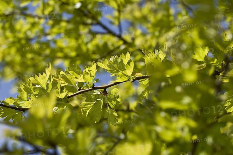 Common Hawthorn