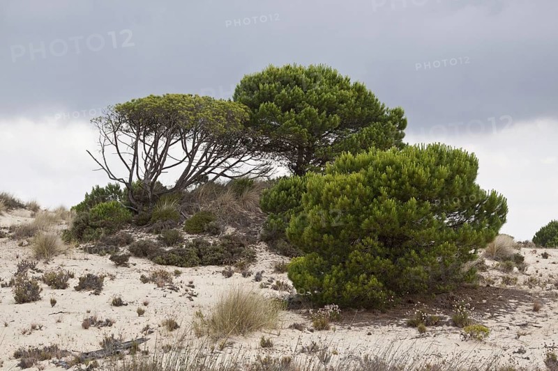 Pine