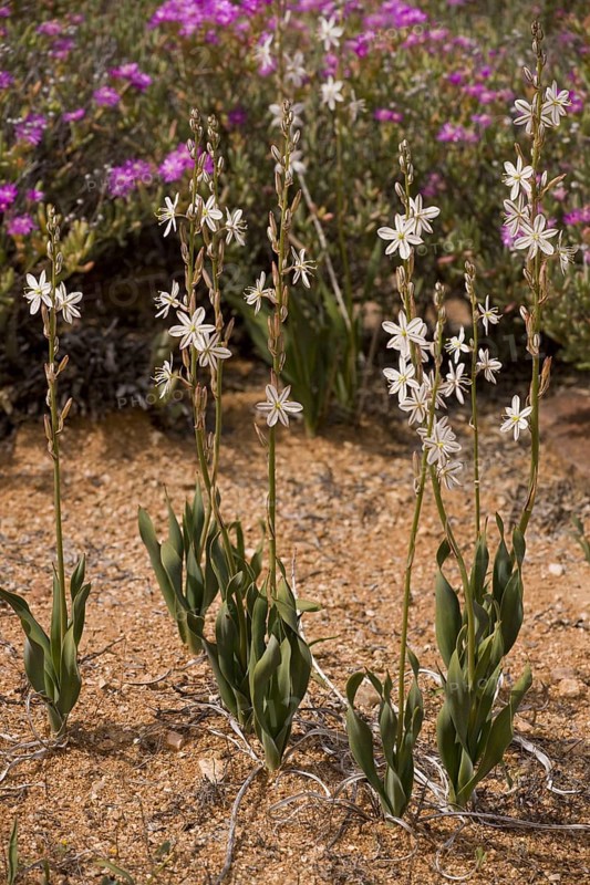 Chlorophytum