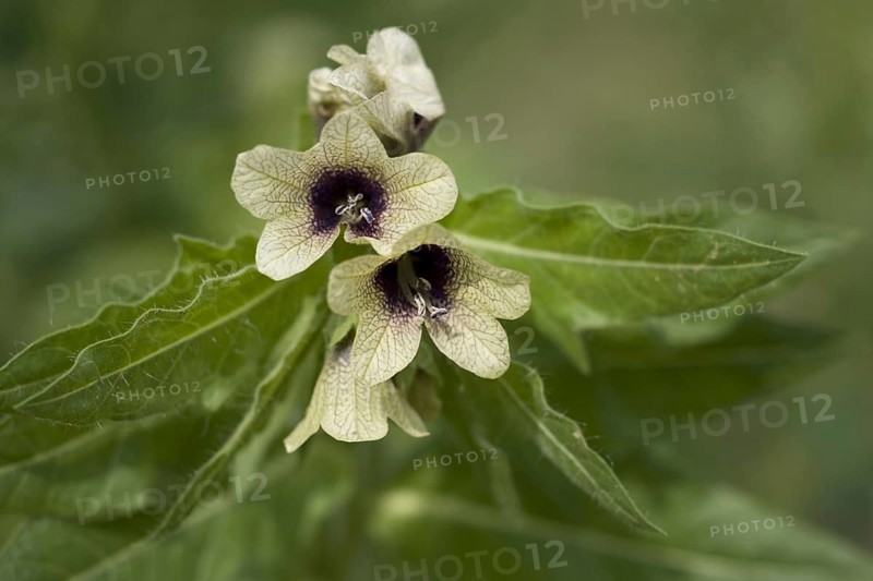 Henbane