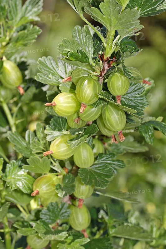 Gooseberry