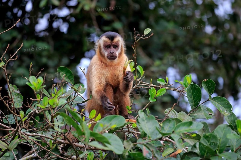 Tufted capuchin